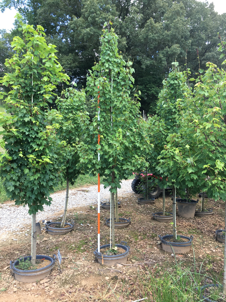 Acer Rubrum 'Brandywine' - Hale and Hines Nursery