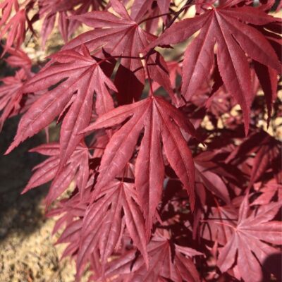 Acer Palmatum 'Bloodgood'
