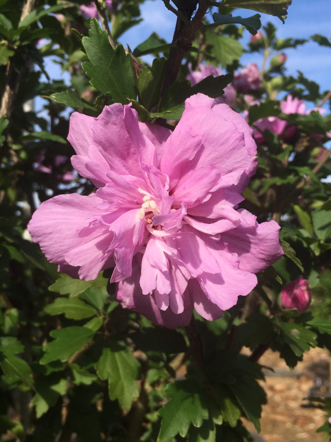 » Hibiscus Syriacus ‘Minerva’