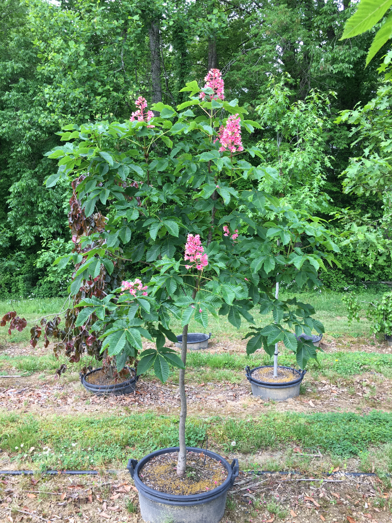 Aesculus X Carnea 'Briotii' - Hale and Hines Nursery