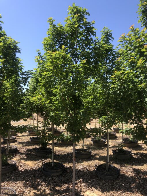 Acer Tataricum Rugged Charm® - Hale and Hines Nursery