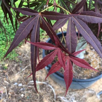 Acer Palmatum 'Villa Taranto'