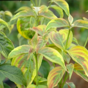 Cornus X 'Celestial Shadow' (Celestial Shadow Dogwood)