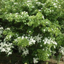 Cornus Kousa 'Chinensis' ((Chinese Dogwood))