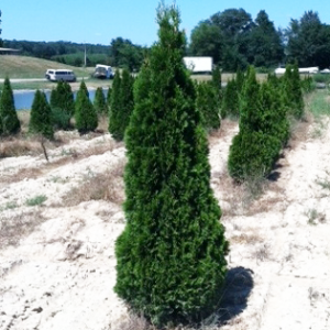 Thuja Occidentalis 'SMARAGD' ((Emerald Green Arborvitae))