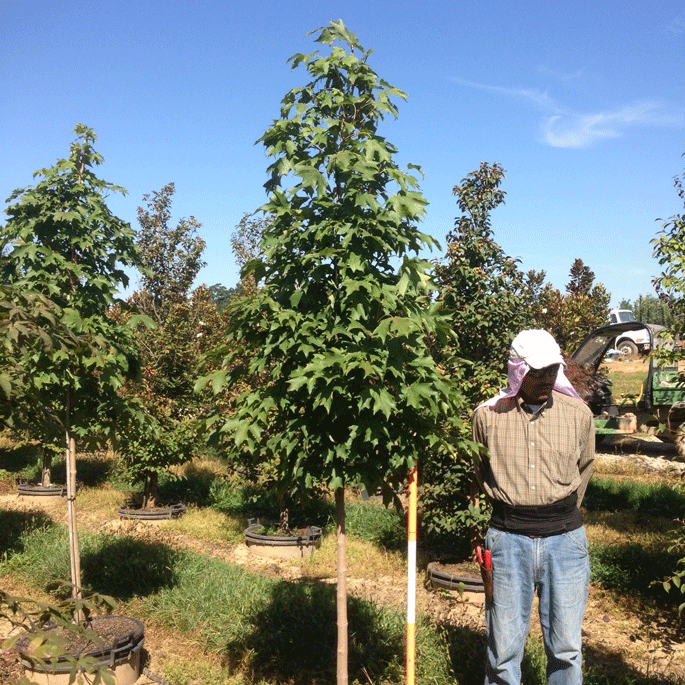 Acer Saccharum 'Fall Fiesta' (Fall Fiesta Sugar Maple)