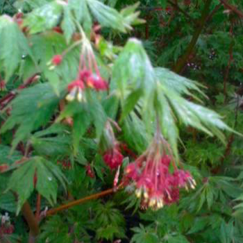 Acer Japonicum 'Aconitifolium' (Fern Leaf Japonica Maple)