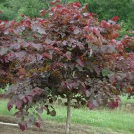 Cercis Canadensis 'Forest Pansy' ((Forest Pansy Purple Leaf Redbud))