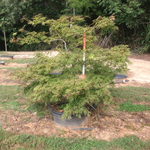 Acer Japonicum 'Green Cascade' (Green Cascade Weeping Japonica Maple)