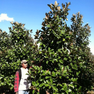 Magnolia Grandiflora 'Green Giant' ((Green Giant Magnolia))