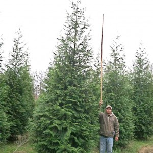 Thuja Plicata X 'Gigantioides' ((Green Giant Arborvitae))