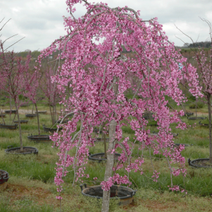 Cercis Canadensis 'Lavender Twist' (Lavender Twist Weeping Redbud)