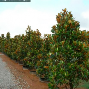 Magnolia Grandiflora 'Little Gem' (Little Gem Magnolia)