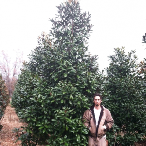 Magnolia Grandiflora 'MGTIG' ((Greenback Magnolia))