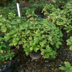 Hydrangea Macrophylla 'Nikko Blue' (Nikko Blue Hydrangea)