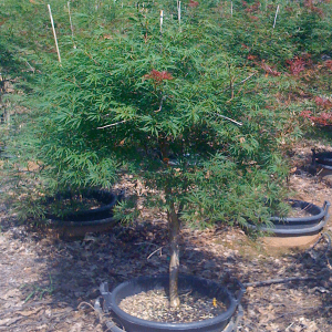 Acer Palmatum Dissectum 'Orangeola' (Orangeola Japanese Maple)
