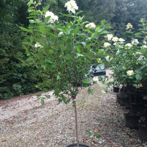 Hydrangea Paniculata 'Phantom' (Phantom Hydrangea)