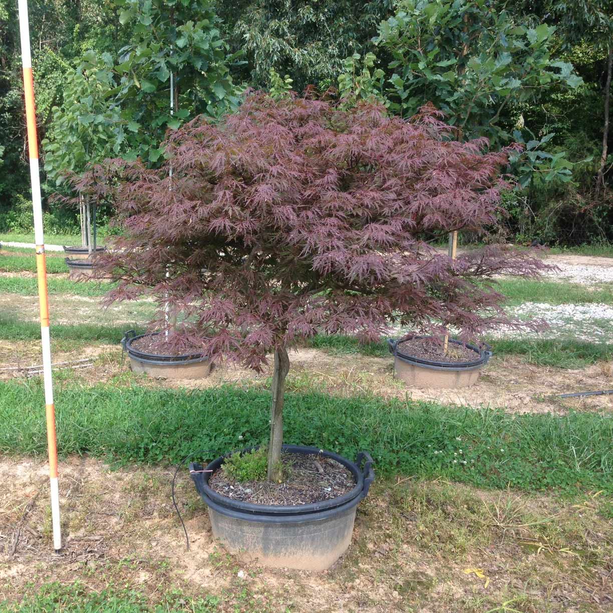 Acer Palmatum Dissectum 'Red Dragon' (Red Dragon Japanese Maple)