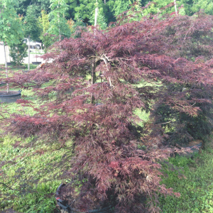 Acer Palmatum Dissectum 'Red Select' (Red Select Japanese Maple)