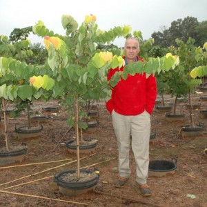 Cercis Canadensis 'The Rising Sun' (PPAF) (The Rising Sun Redbud)