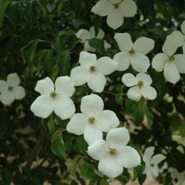 Cornus X 'Starlight' (Starlight Dogwood)