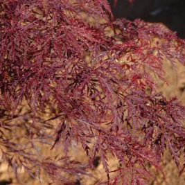 Acer Palmatum Dissectum 'Tamukeyama' (Tamukeyama Japanese Maple)