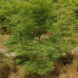 Acer Palmatum Dissectum 'Viridis' (Viridis Japanese Maple)