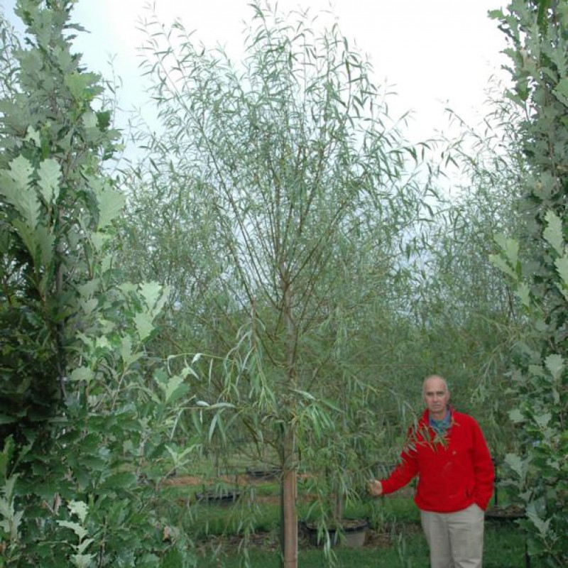 How Tall Does Weeping Willow Get? – TN Nursery